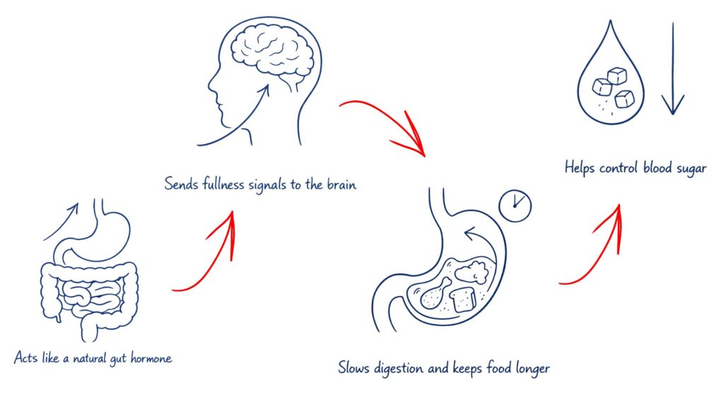 Simple hand drawn diagram showing how Ozempic works in the body by acting on the gut brain digestion and blood sugar